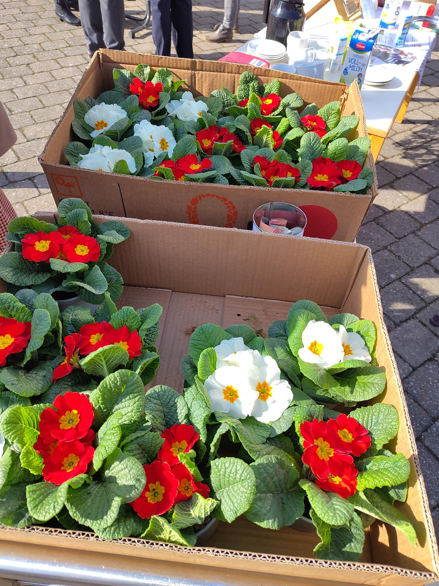 Frühlingsprimeln in St. Urban