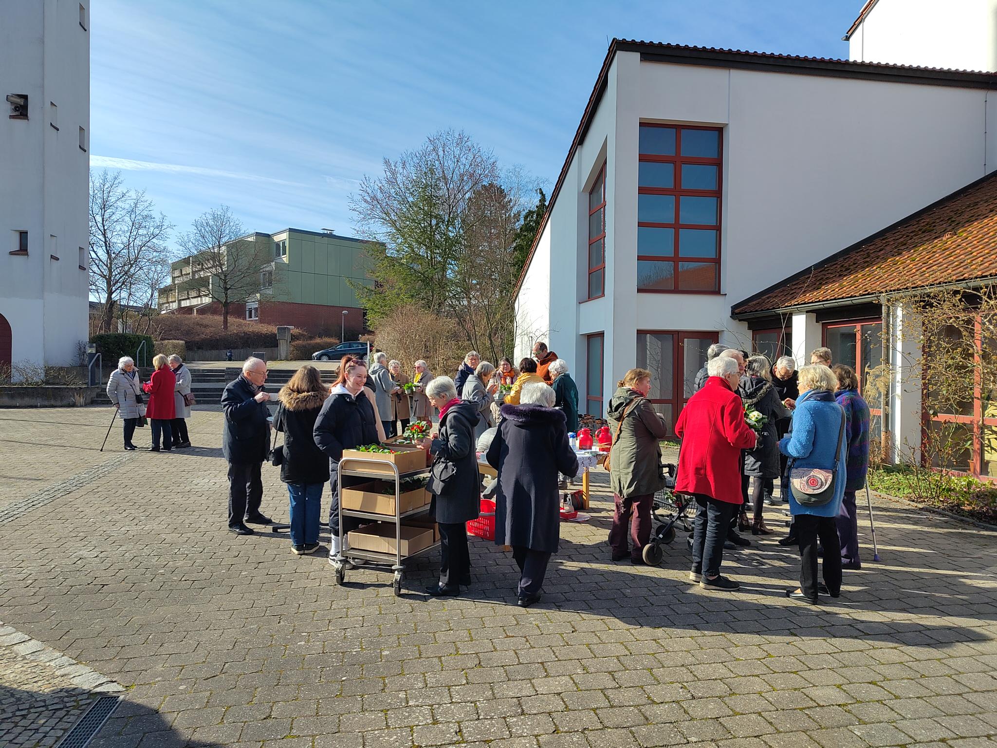 Frühlingsprimeln in St. Urban