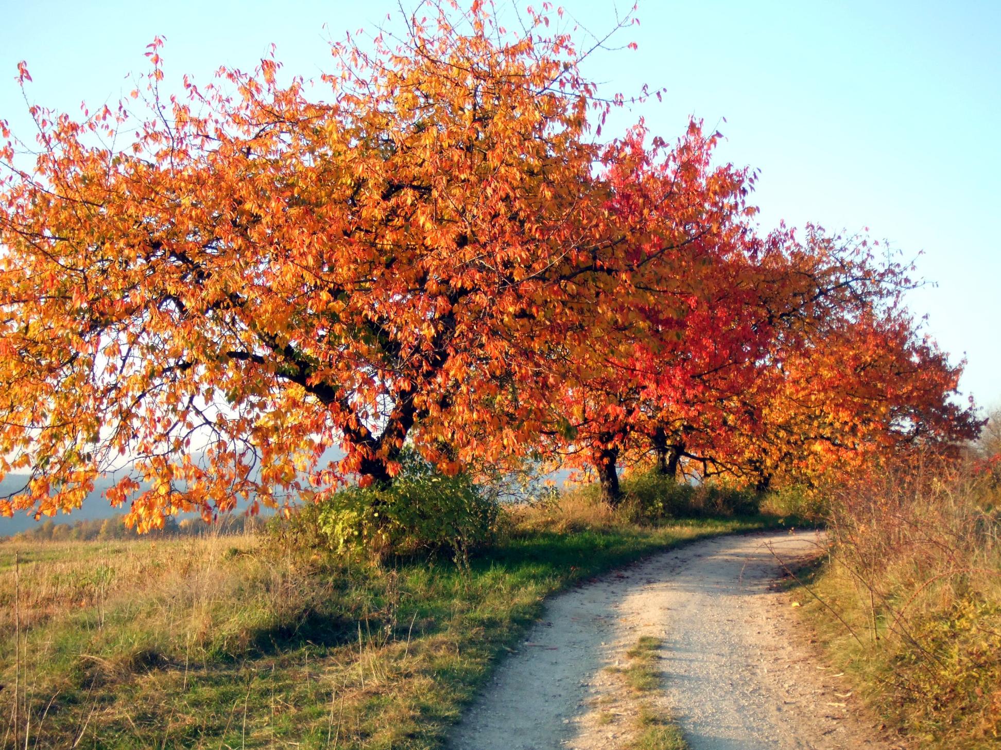 Kirschenweg am Ehrenbürg
